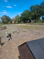 Alpacas, Dieren en Toebehoren, Schapen, Geiten en Varkens, Mannelijk, Schaap