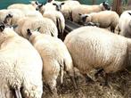 Bleu du Maine ooilammeren te koop, Vrouwelijk, Schaap, 0 tot 2 jaar