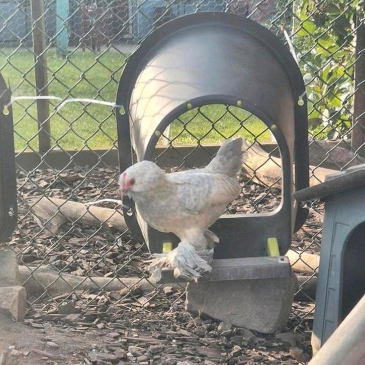 Ukkelse Baardkriel, Dieren en Toebehoren, Pluimvee, Kip, Vrouwelijk