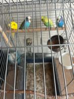 te koop los of als paar grasparkietjes, Dieren en Toebehoren, Vogels | Parkieten en Papegaaien, Meerdere dieren, Parkiet