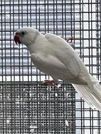 Halsbandparkiet, Dieren en Toebehoren, Geslacht onbekend, Parkiet