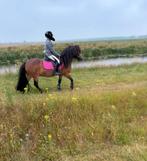Dartmoor eyecatcher B pony, Dieren en Toebehoren, Pony's, Ruin, Recreatiepony