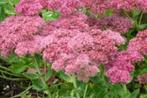 Sedum spectabile "Herbstfreude" (Hemelsleutel), Overige soorten, Volle zon, Vaste plant, Ophalen of Verzenden