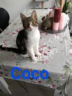 Super lieve kitten, Kater