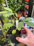 Melianthus Major zeldzame plant, Overige soorten, Volle zon, Vaste plant, Ophalen of Verzenden