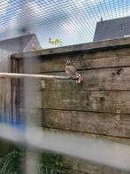 Rode kardinaal pop, Dieren en Toebehoren, Vogels | Overige Vogels, Vrouwelijk, Tropenvogel, Geringd