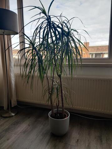 Dracaena kamerplant beschikbaar voor biedingen