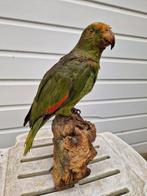 Grote groene Papagaai op natuurlijke stronk, 2x (meer vogel), Mannelijk, Papegaai