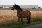 Stalling Stalling gezocht, Dieren en Toebehoren, Stalling en Weidegang, Stalling