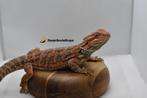 Baardagaam Orange Tiger het Hypo 50% het Trans, Dieren en Toebehoren, Hagedis, 0 tot 2 jaar