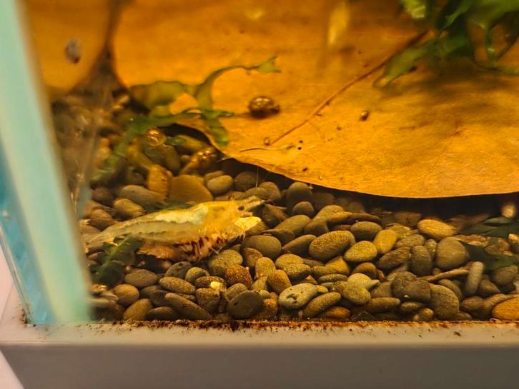 White pearl garnalen, Dieren en Toebehoren, Vissen | Aquariumvissen, Kreeft, Krab of Garnaal