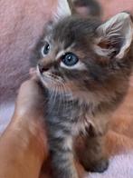 Ragdoll kruising Britse korthaar, Dieren en Toebehoren, Katten en Kittens | Raskatten | Langhaar, Kater