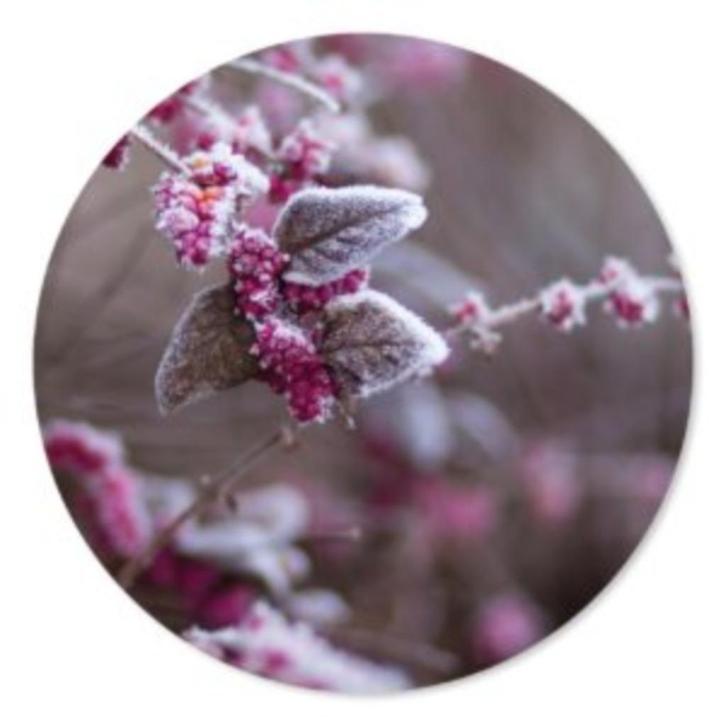 Muurcirkel Winterberry's, Huis en Inrichting, Woonaccessoires | Wanddecoraties, Nieuw, Ophalen of Verzenden