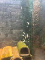 Kweekgroep snowbal white garnalen (witte garnalen) 50 stuks!, Dieren en Toebehoren, Vissen | Aquariumvissen, Vis