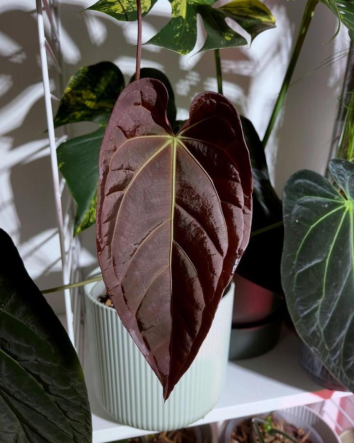 Anthurium Papillilaminum x Crystallinum X Self seeds, Huis en Inrichting, Kamerplanten, Minder dan 100 cm, Halfschaduw, Ophalen of Verzenden