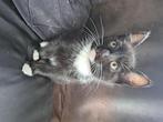 Onze lieve poezenkinderen zijn te koop, Dieren en Toebehoren, Katten en Kittens | Overige Katten, Meerdere dieren, Kortharig, 0 tot 2 jaar