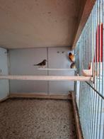 Kapoetsensijzen, Dieren en Toebehoren, Meerdere dieren, Tropenvogel, Geringd