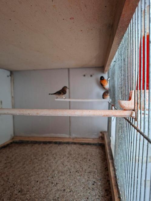 Kapoetsensijzen, Dieren en Toebehoren, Vogels | Overige Vogels, Tropenvogel, Meerdere dieren, Geringd