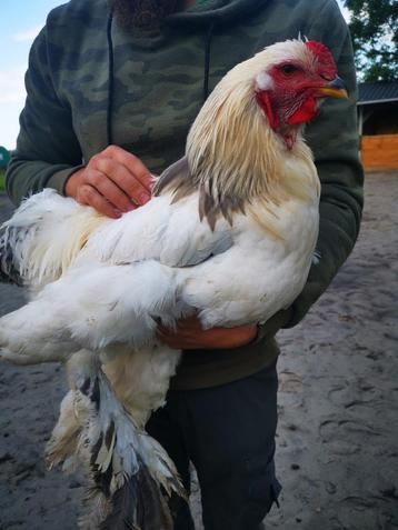 Haan - Brahma Groot - Colombia wit beschikbaar voor biedingen