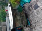Juwel aquarium, Karper of Koi