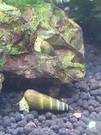 Sulawesi slakken / rabbit snails, Dieren en Toebehoren, Slak of Weekdier, Zoetwatervis