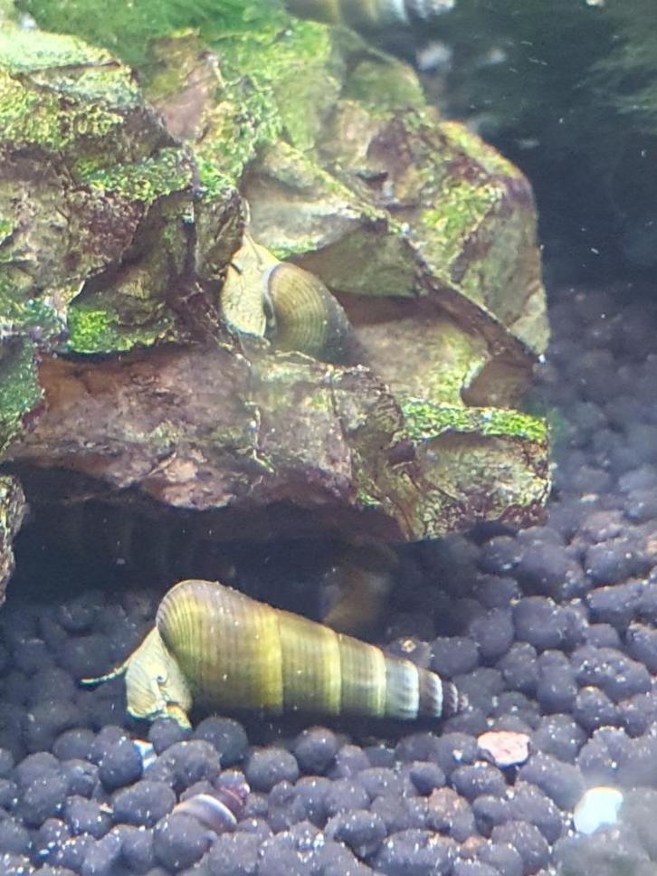 Sulawesi slakken / rabbit snails, Dieren en Toebehoren, Vissen | Aquariumvissen, Zoetwatervis, Slak of Weekdier