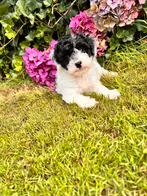 Malteser x boomer pup reutje 9 weken, Dieren en Toebehoren, Honden | Chihuahua's en Gezelschapshonden, Parvo, 8 tot 15 weken, Eén hond