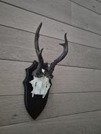 Mooi Ree gewei zes ender op schild jacht mancave c35, Ophalen of Verzenden, Hert, Gewei of Kop