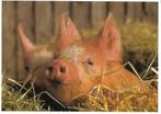Varken., Verzenden, 1980 tot heden, Gelopen, Vogel