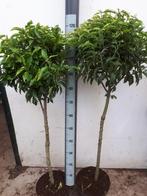 Portugese laurier bol op stam (Prunus lus. Angustifolia), Ophalen, Vaste plant, Overige soorten