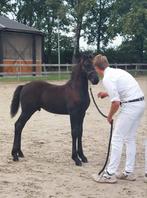 Fries hengsten veulen en ster merrie, Dieren en Toebehoren, Meerdere dieren