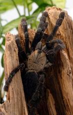 Cyriopagopus sp. Hati Hati, Dieren en Toebehoren, Insecten en Spinnen, Spin of Schorpioen