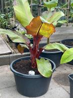 Maurelli bananenplant, Ophalen, Zomer, Overige soorten, Volle zon