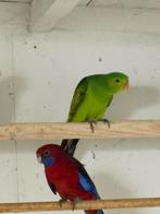 Roodvleugel pop.zie omschrijving., Dieren en Toebehoren, Vrouwelijk, Parkiet, Geringd