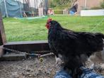 Zwarte tamme Cochin haan, Dieren en Toebehoren, Pluimvee, Mannelijk, Kip