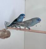 Catharina parkieten koppel en man, Dieren en Toebehoren, Vogels | Parkieten en Papegaaien, Meerdere dieren, Parkiet