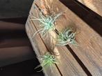 Tillandsia airplantjes €3 per stuk., Huis en Inrichting, Kamerplanten, Ophalen of Verzenden, Halfschaduw, Minder dan 100 cm
