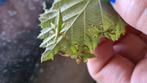 Wandelend blad (PSG 278 – Phyllium philippinicum), Overige soorten