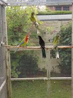 Rosella's, Dieren en Toebehoren, Meerdere dieren, Parkiet, Geringd