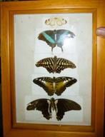 5 exotische vlinders in vitrine iznst, Verzamelen, Dierenverzamelingen, Ophalen of Verzenden, Zo goed als nieuw, Insect, Opgezet dier