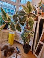 Grote Ficus kamerplant, Ophalen, Ficus, Halfschaduw, Minder dan 100 cm