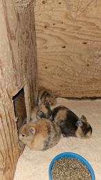 Loffelohr konijntjes, dwergkonijntjes tekoop, Dieren en Toebehoren, Konijnen, Geslacht onbekend, Dwerg, 0 tot 2 jaar