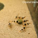 Crystal black garnalen (Caridina sp.), Dieren en Toebehoren, Vissen | Aquariumvissen, Kreeft, Krab of Garnaal, Zoetwatervis, Schoolvis