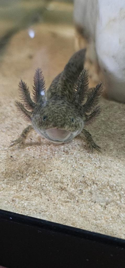 Axolotl wild kleur, Dieren en Toebehoren, Reptielen en Amfibieën, Amfibie, 0 tot 2 jaar