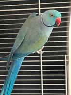 Bewezen koppel halsbandparkieten, Dieren en Toebehoren, Meerdere dieren, Parkiet, Geringd