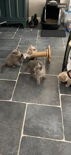 British Shorthair Kittens, Dieren en Toebehoren, Katten en Kittens | Raskatten | Korthaar, Kater, Met stamboom, 0 tot 2 jaar