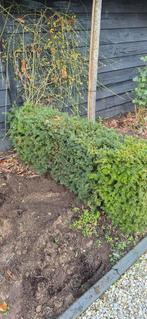 Taxus haag ongeveer 4.5 meter, 65 cm hoog, Ophalen, Taxus