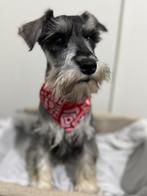 Dwergschnauzer pups, Dieren en Toebehoren, Honden | Chihuahua's en Gezelschapshonden, Overige rassen, 8 tot 15 weken, Meerdere