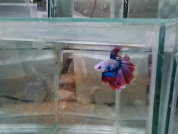 Betta splendens super delta kempvis man beschikbaar voor biedingen
