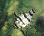 Schijfbaars  Enneacanthus Cheatodon - Koidreams Valburg